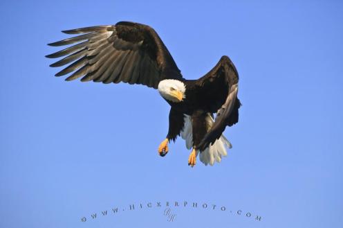 american-eagle_t5827